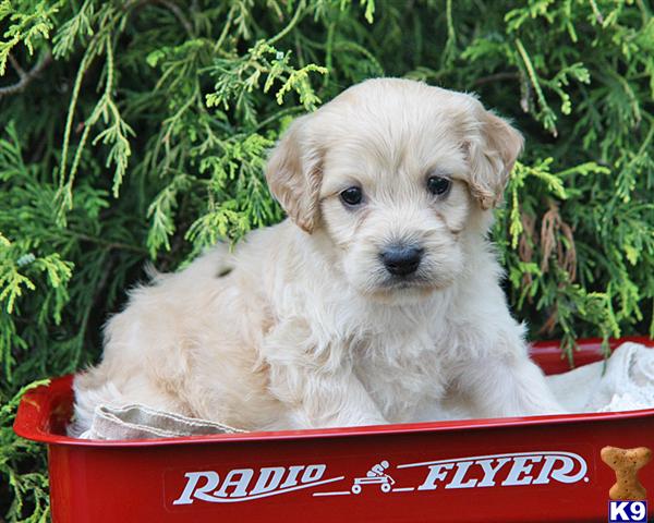 Cockapoos Puppies Cockapoo Puppies For Sale In Michigan. Cockapoos Puppies