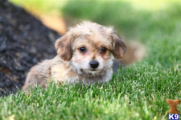 Puppies in Narvon