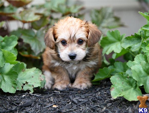 Puppies in Narvon