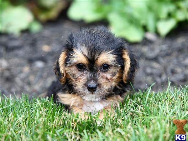 Puppies in Narvon