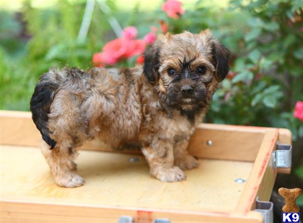 Puppies in Narvon