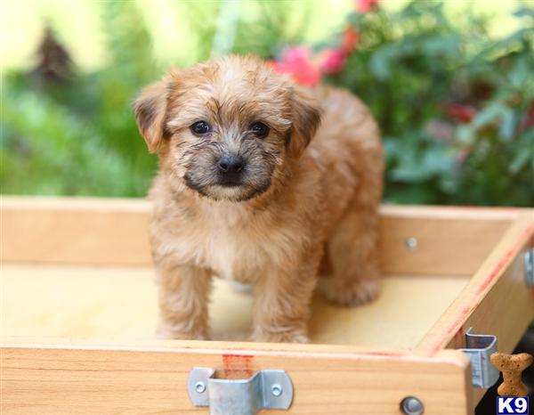 Puppies in Narvon