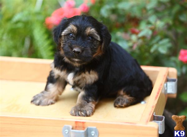 Puppies in Narvon