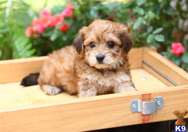 Puppies in Narvon