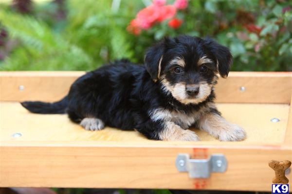 Puppies in Narvon