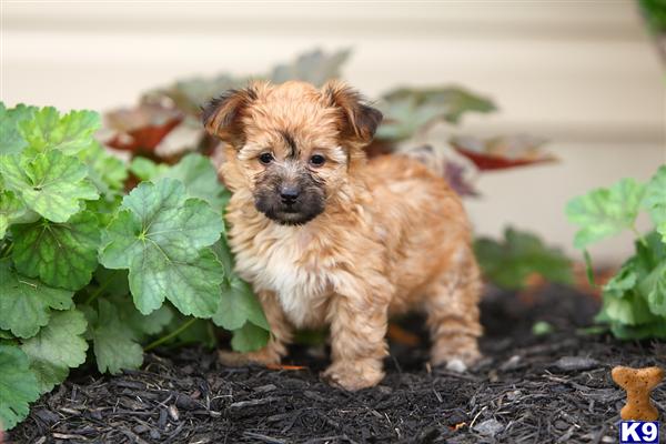 Puppies in Narvon