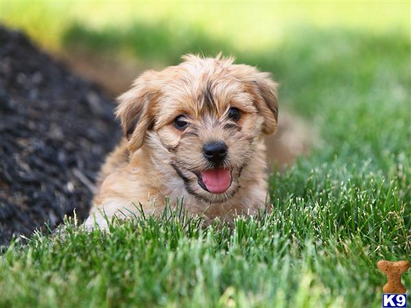 Puppies in Narvon