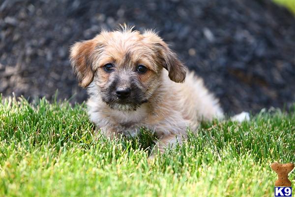 Puppies in Narvon