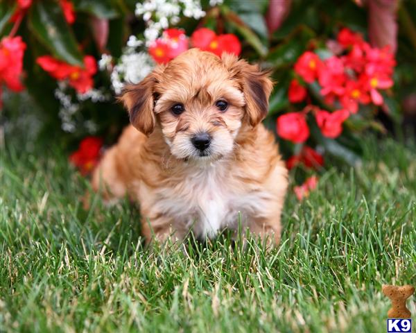 Puppies in Narvon