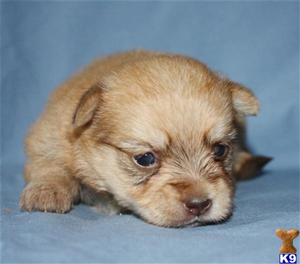 Puppies in Narvon