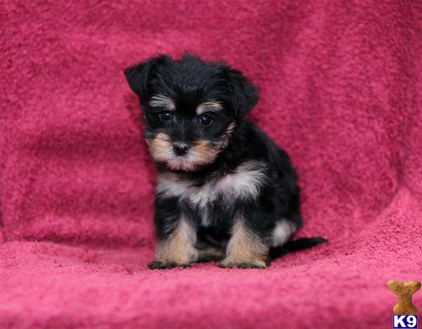 Puppies in Narvon