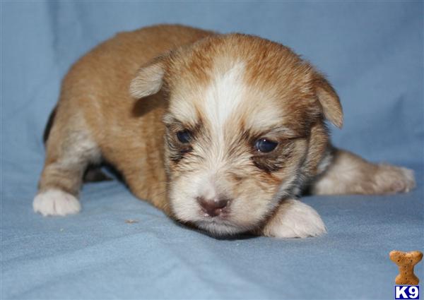 Puppies in Narvon