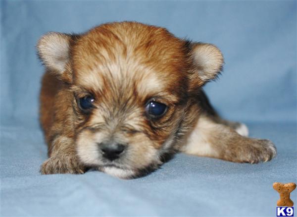 Puppies in Narvon