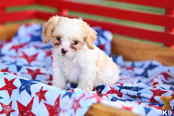 Puppies in Narvon