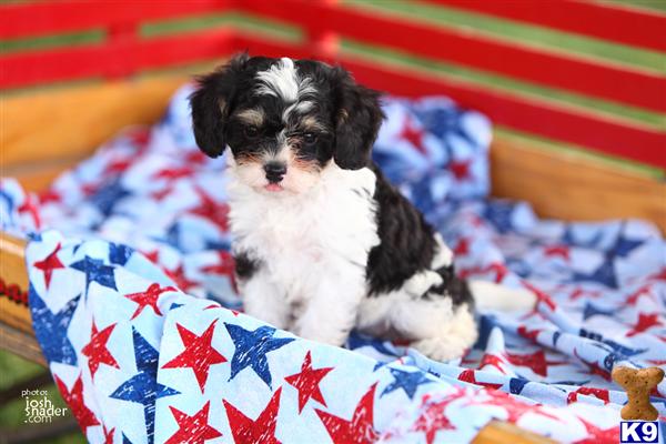 Puppies in Narvon