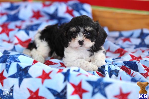 Puppies in Narvon