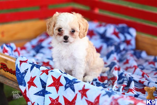 Puppies in Narvon