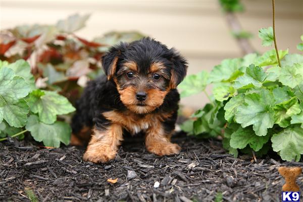 Puppies in Narvon
