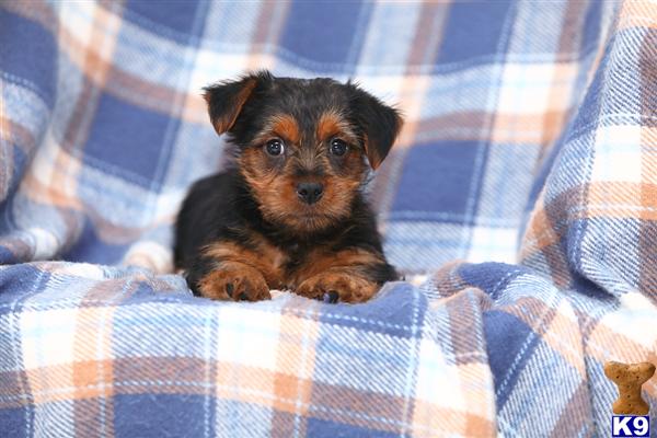Puppies in Narvon
