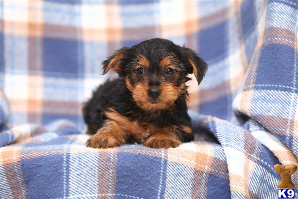 Puppies in Narvon