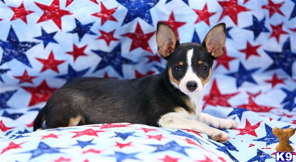 Puppies in Narvon