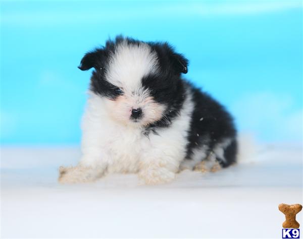 Puppies in Narvon