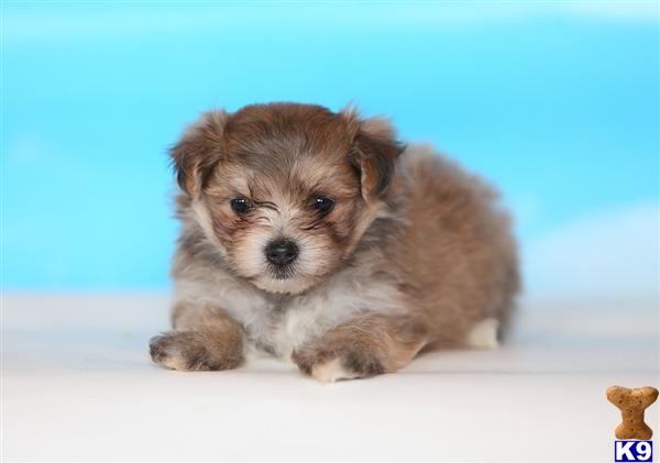 Puppies in Narvon
