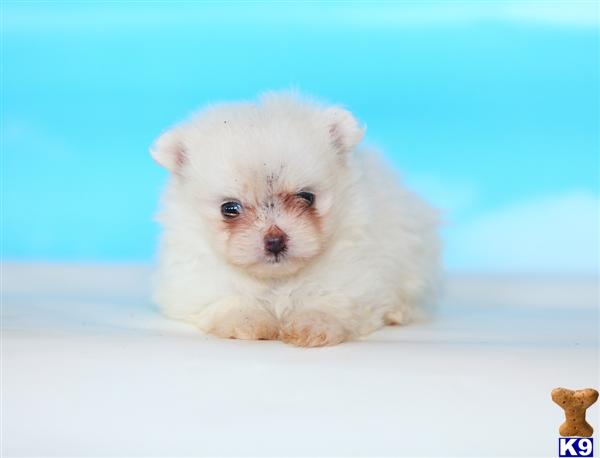 Puppies in Narvon
