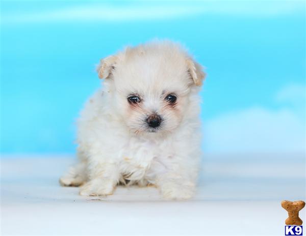 Puppies in Narvon
