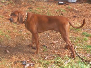 Stud Dogs in CT