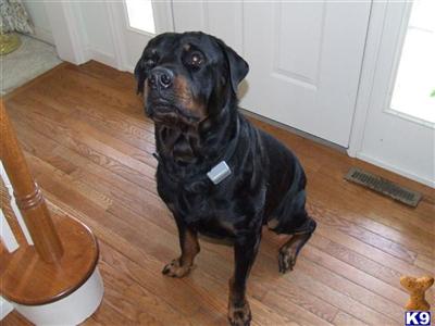 Rottweiler Puppies for Sale