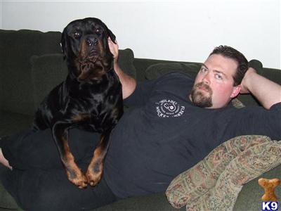 Stud Dogs - Rottweiler