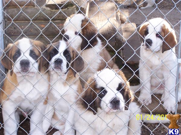 Saint Bernard Puppies