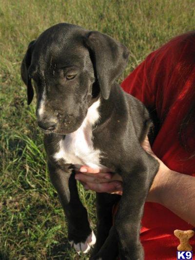 Great Dane Puppies in TX