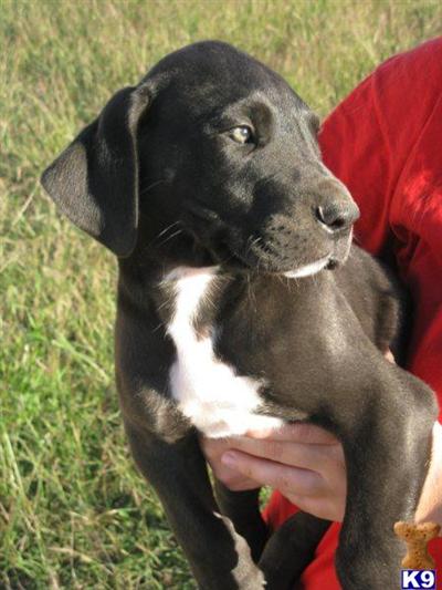 Great Dane Puppies in TX