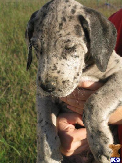 Great Dane Puppies in TX