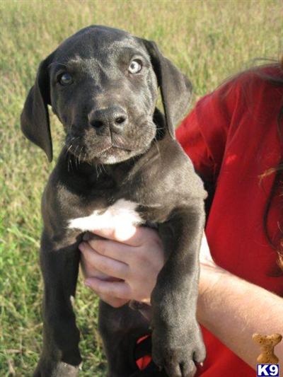 Great Dane Puppies in TX