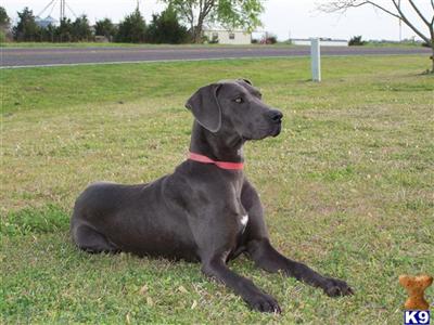 Dogs for Sale in TX