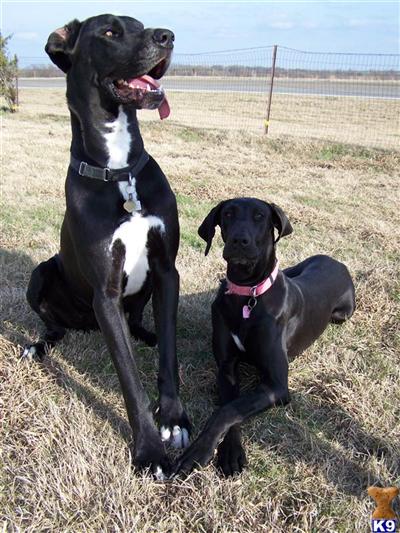 Stud Dogs - Great Dane