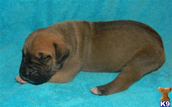 Great Dane Puppies in TX