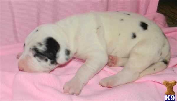 Great Dane Puppies in TX