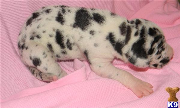 Great Dane Puppies in TX