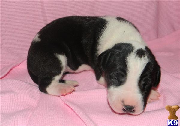 Great Dane Puppies in TX