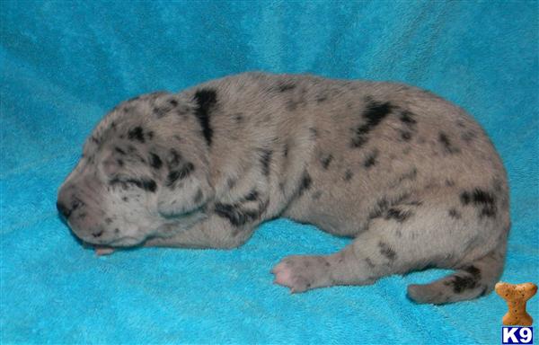 Great Dane Puppies in TX