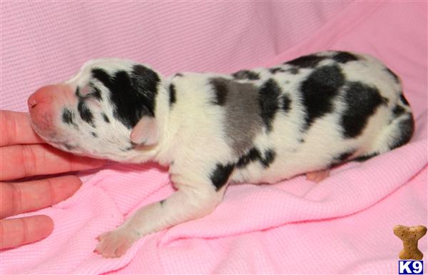 Great Dane Puppies in TX