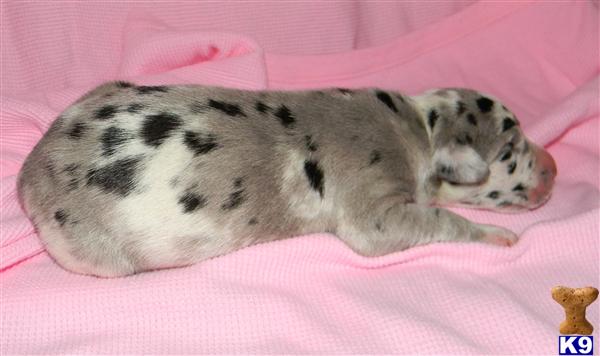 Great Dane Puppies in TX