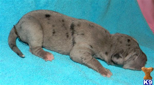Great Dane Puppies in TX