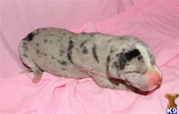 Great Dane Puppies in TX