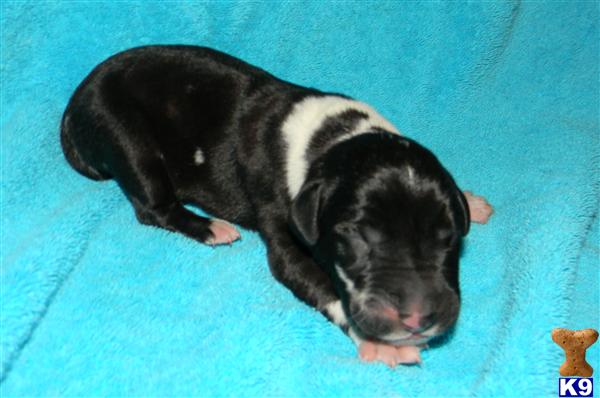 Great Dane Puppies in TX