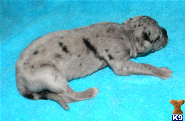 Great Dane Puppies in TX